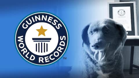 Guinness World Records revokes world's oldest dog title from Bobi