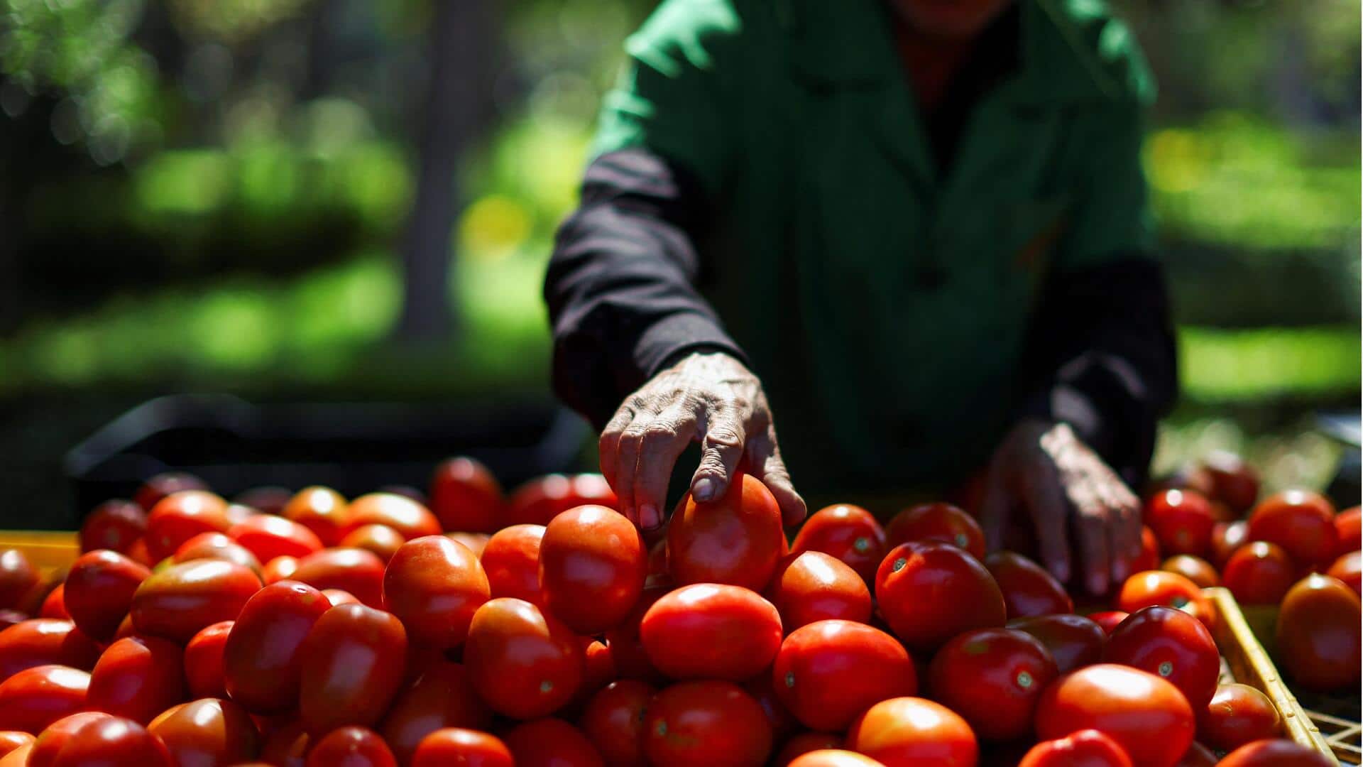 Trump imposes 17% tariff on Mexican tomatoes amid failed negotiations Trump imposes 17% tariff on Mexican tomatoes amid failed negotiations