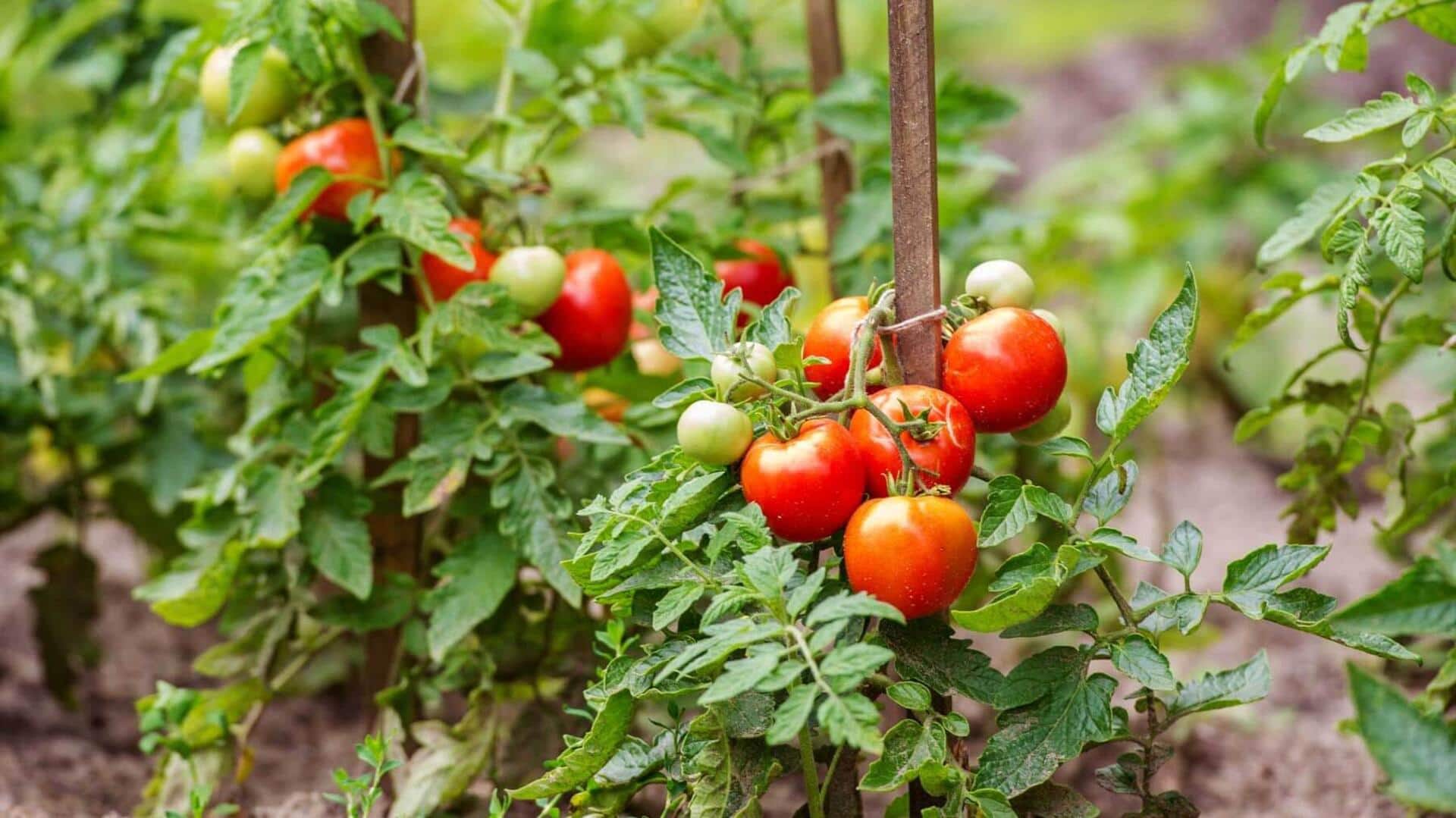 How to grow tomatoes at home