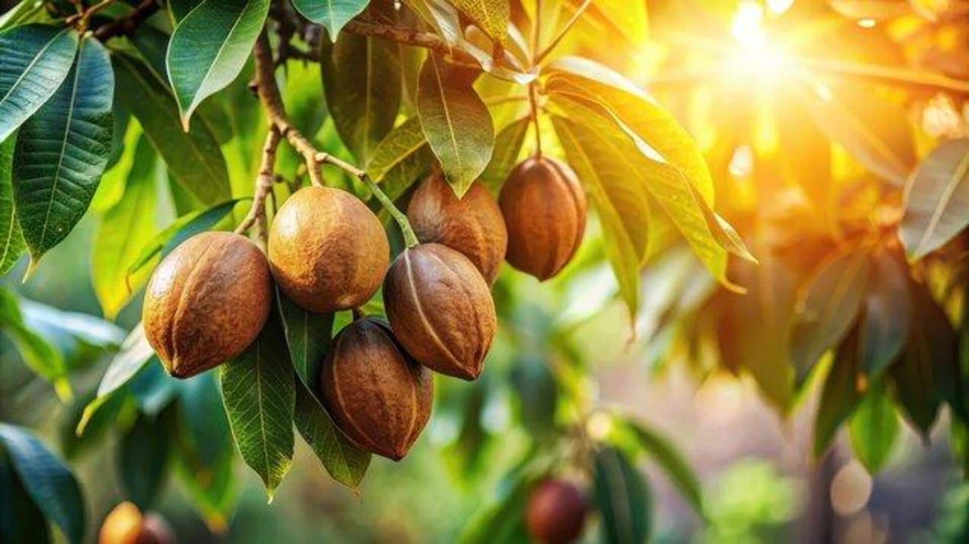 5 health benefits of shea tree roots