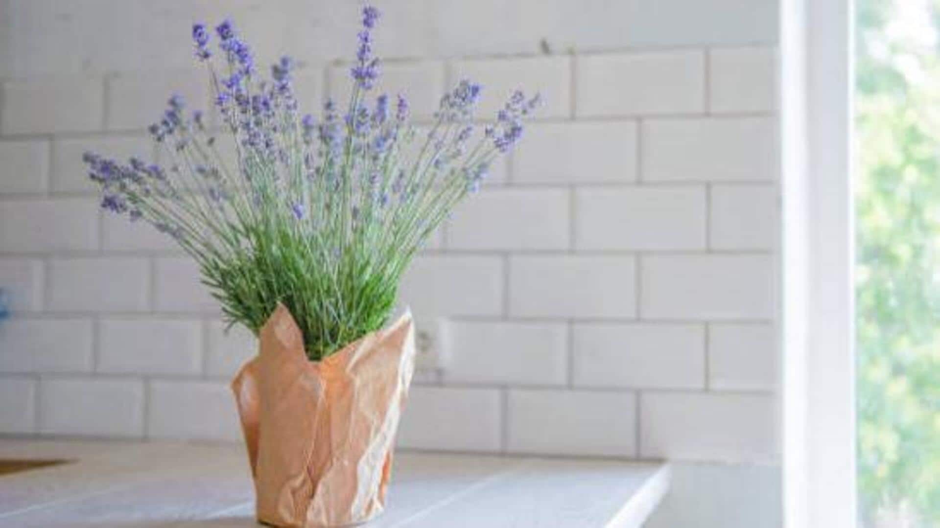 How to grow lavender in your kitchen