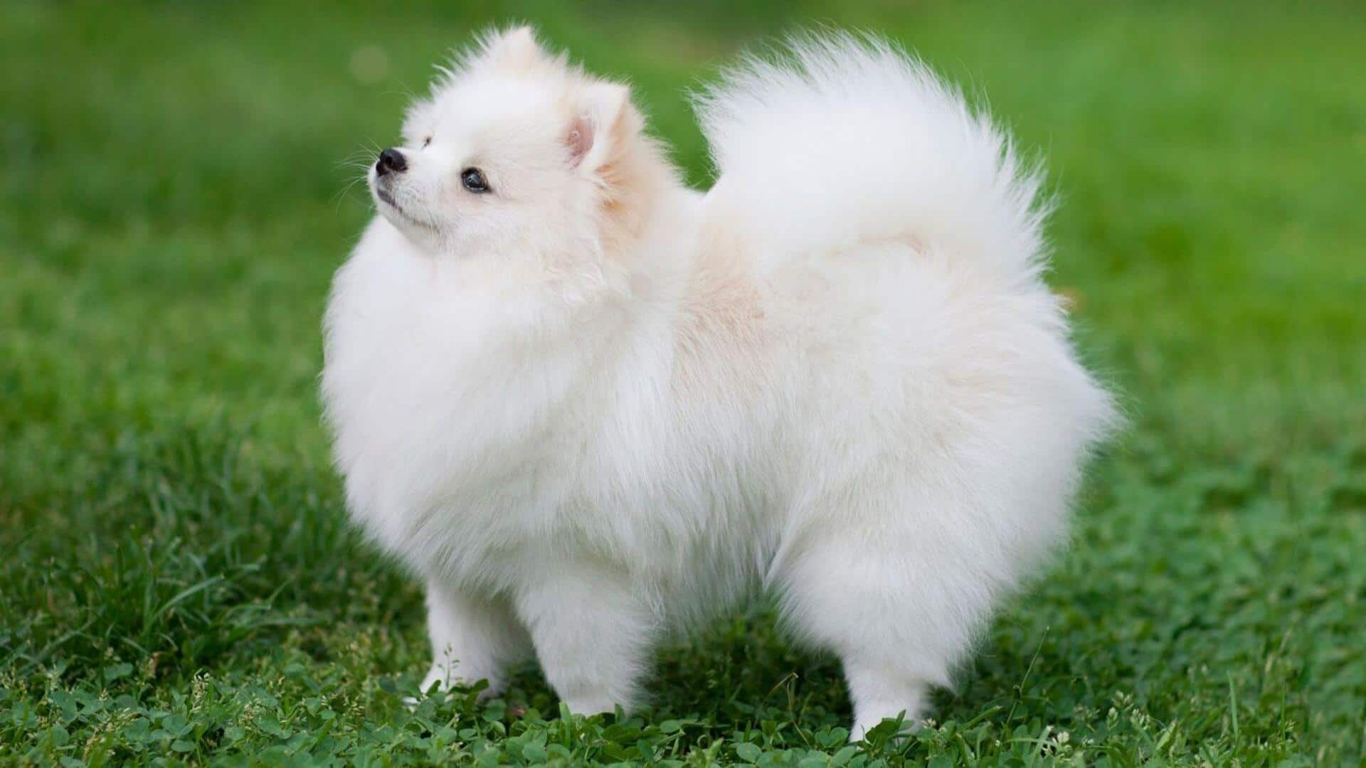 Essential care for your Pomeranian's coat