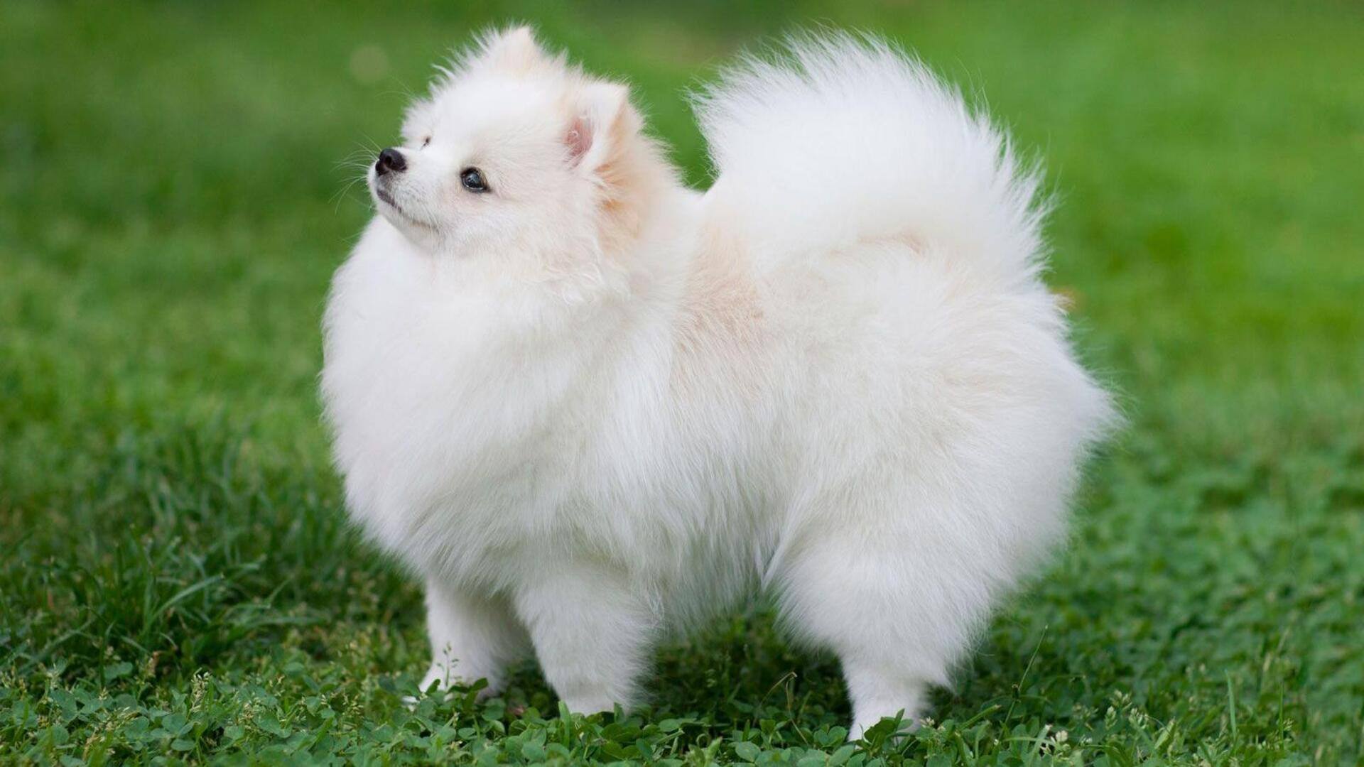 Essential Care For Your Pomeranian s Coat