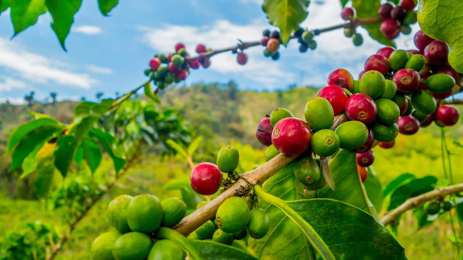 Exploring coffee plantations of Ethiopia's highlands