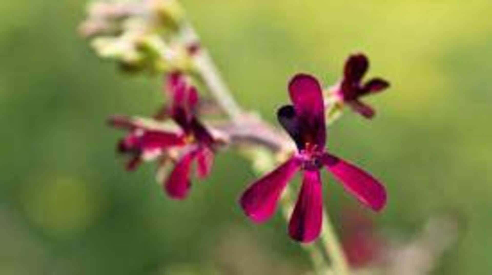 Crafting herbal teas with African geranium leaves