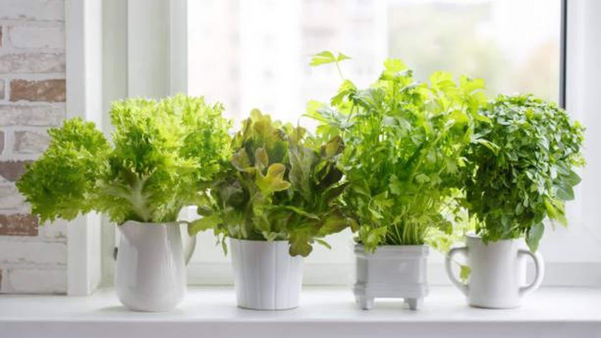 Growing herbs? Avoid these 5 common mistakes Growing herbs? Avoid these 5 common mistakes