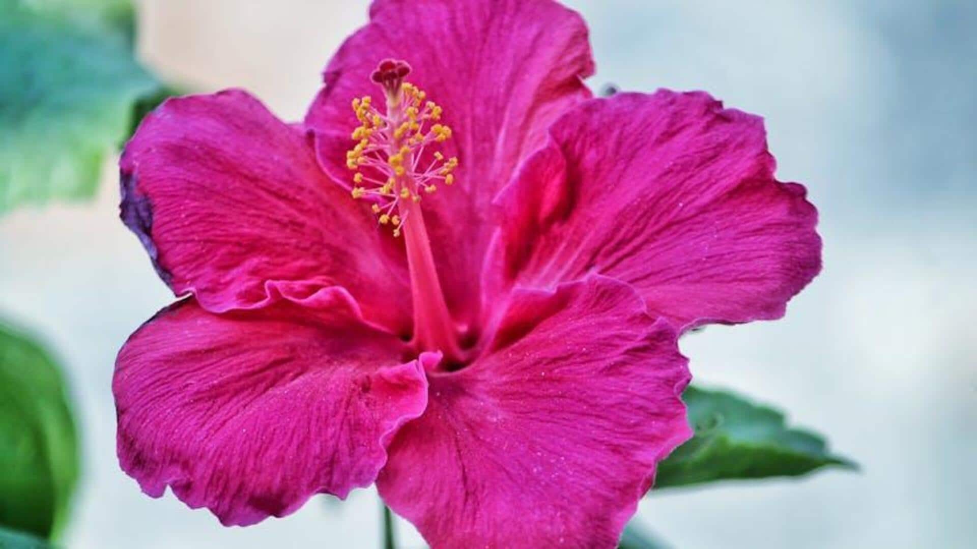 Cooking with hibiscus: 5 must-try recipes