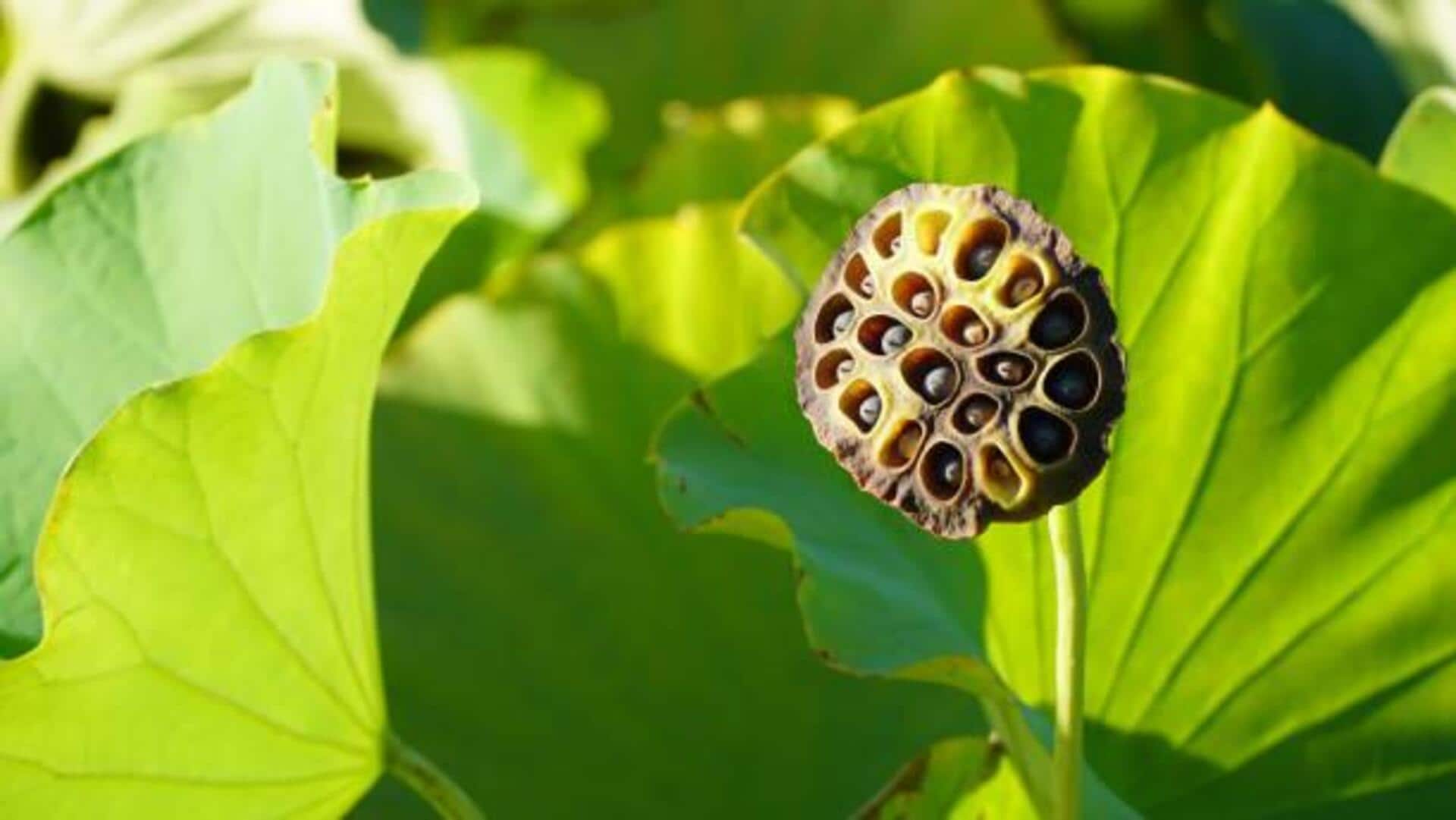 How to cook with lotus pods