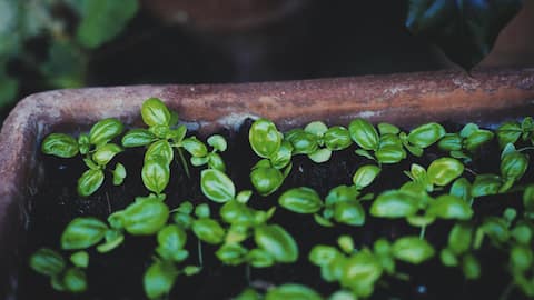 Love herbal tea? Start growing your own herbs
