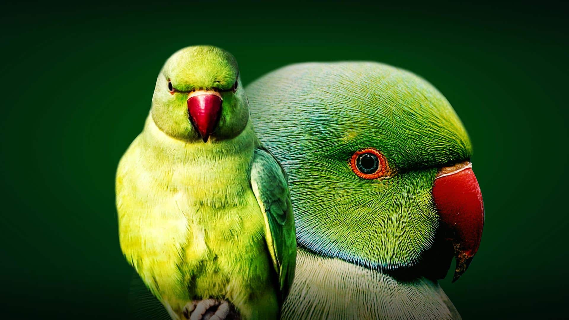 Love parrots? Here are 5 interesting facts you should know