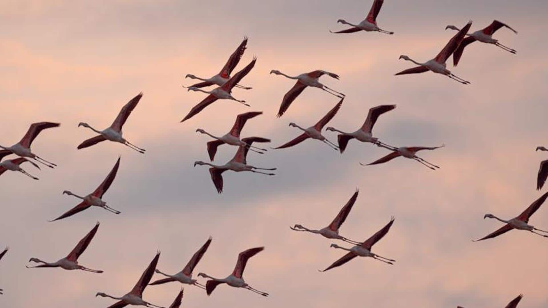 Birdwatching bliss in Costa Rica