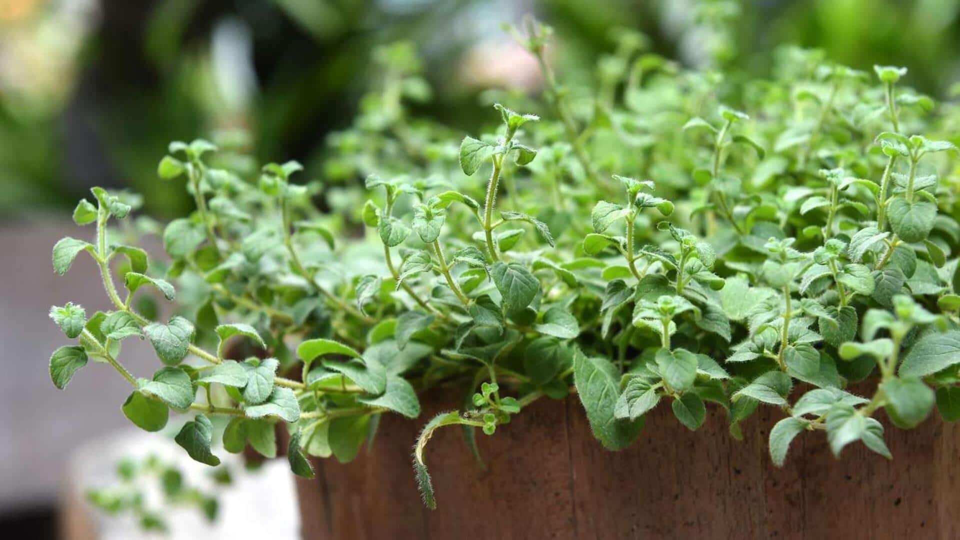 How to grow oregano at home How to grow oregano at home