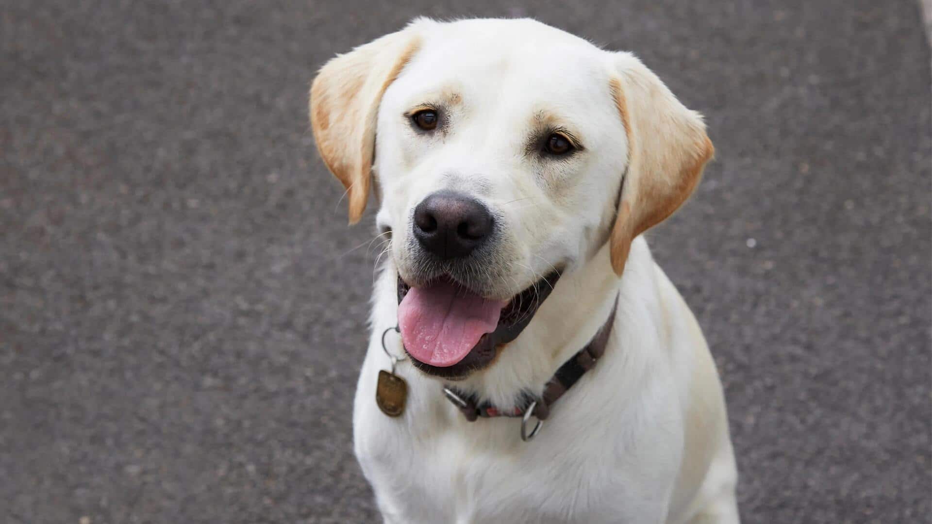Could dog nannies earn up to $1,34,000 in a year?