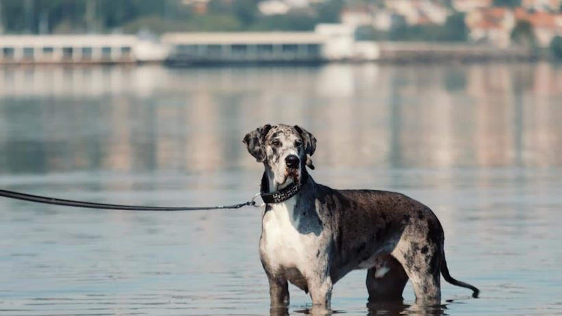 If you're a Great Dane parent, you must read this 