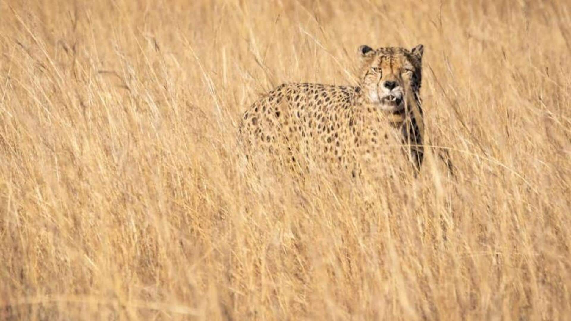 Serengeti safari: A journey through Tanzania's wild heart