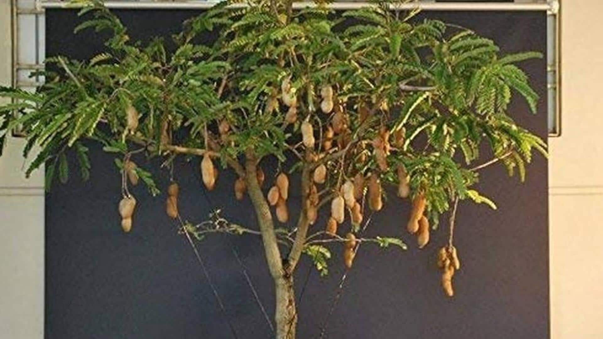 How to grow tangy tamarind trees in large home pots