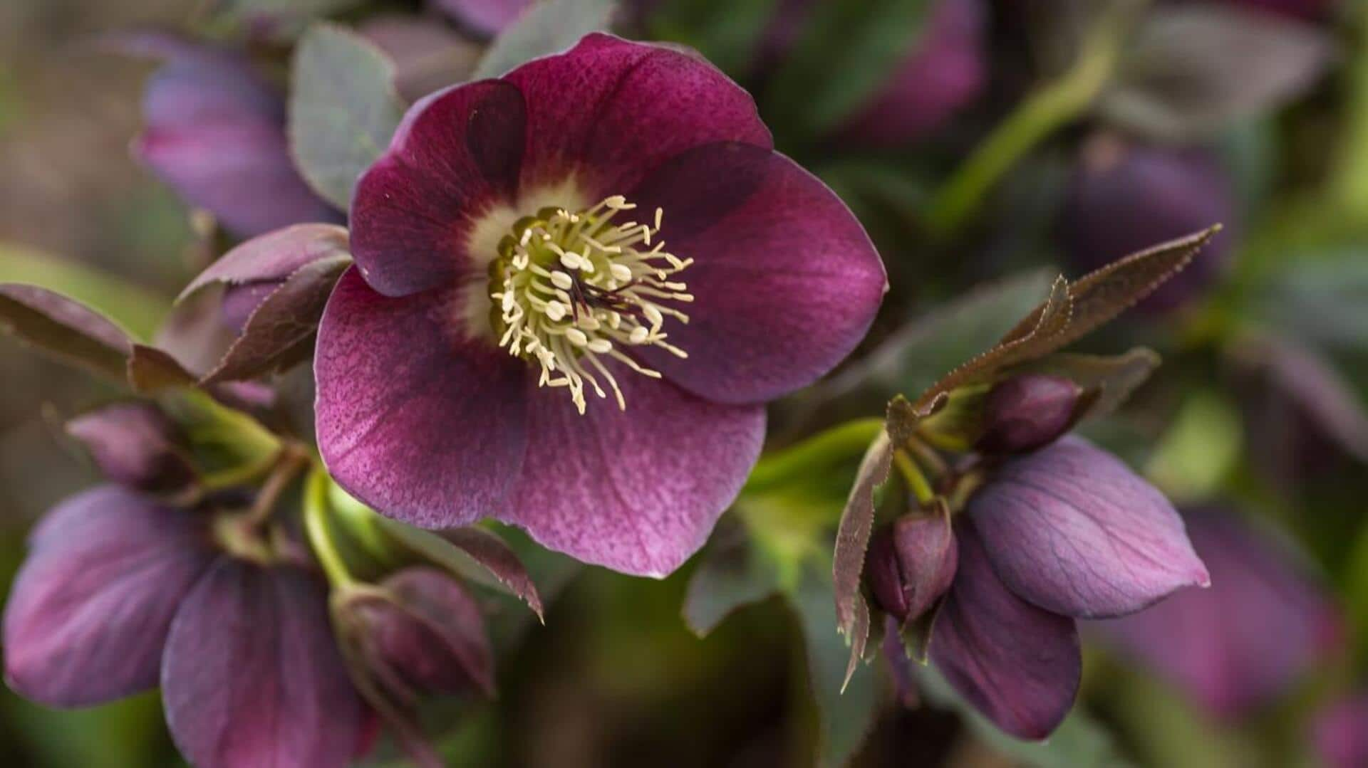 How to take care of your hellebores at home