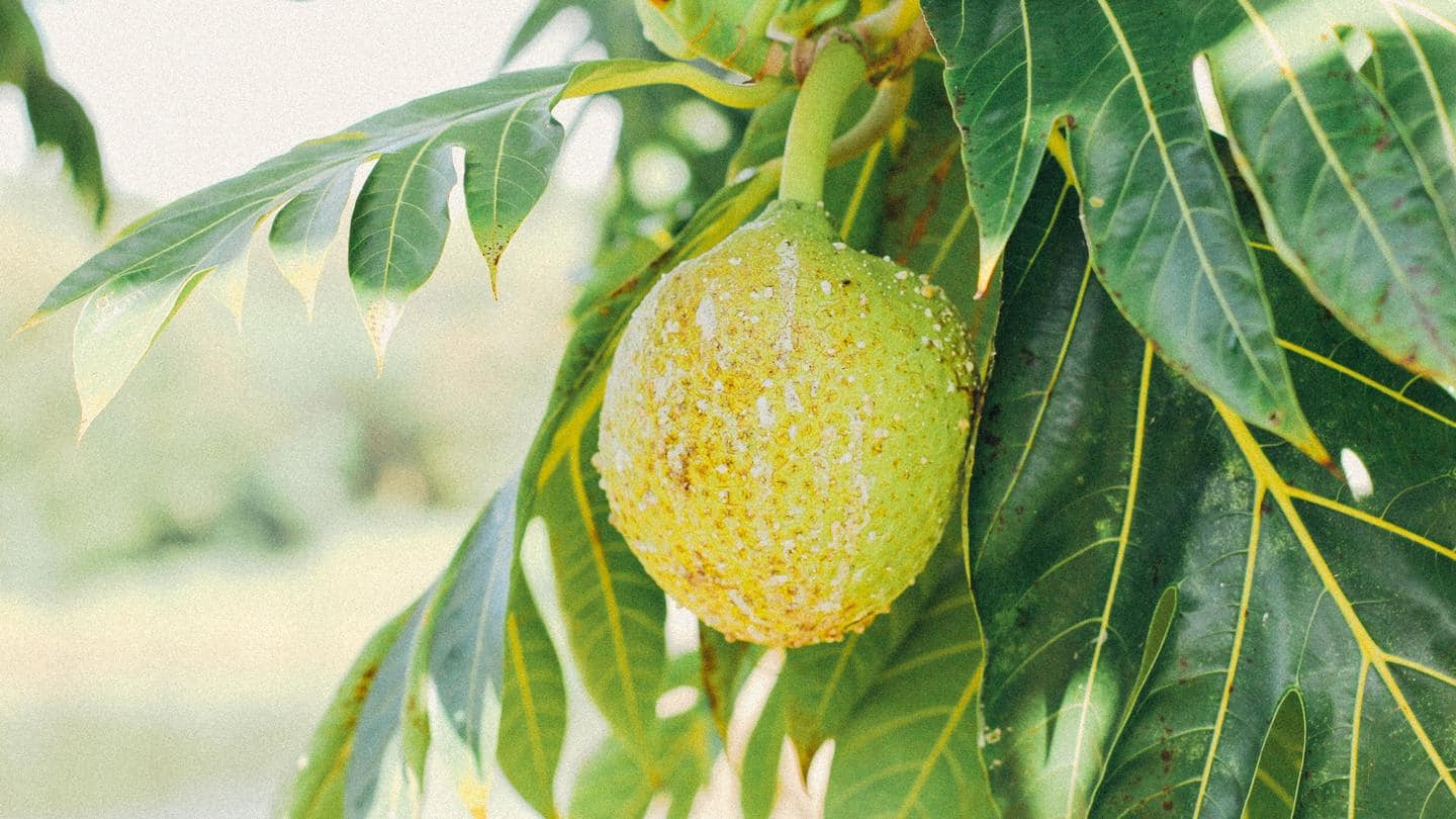 Ever heard of breadfruit? Check out its health benefits