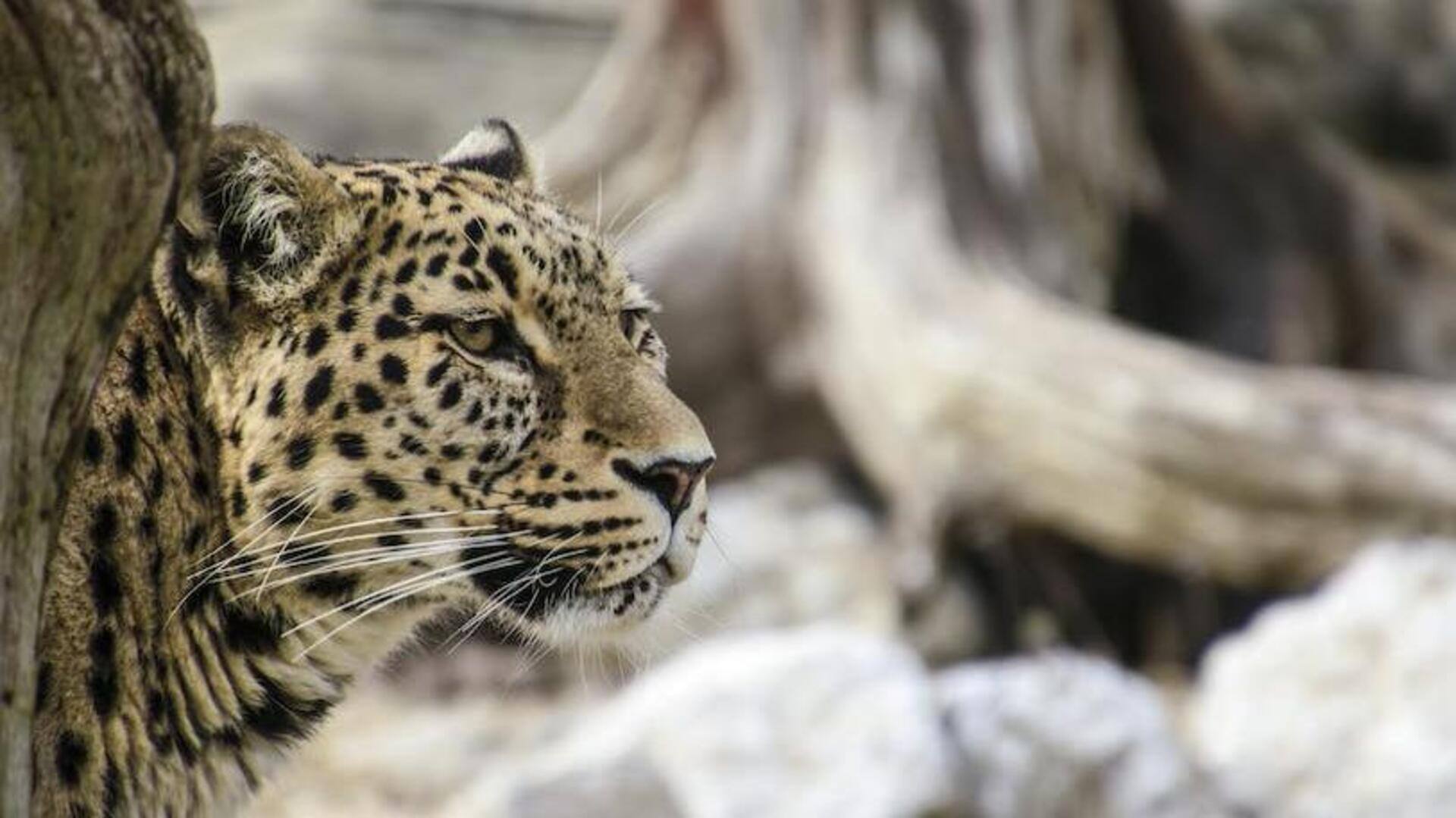 International Snow Leopard Day: 5 interesting facts about big cat