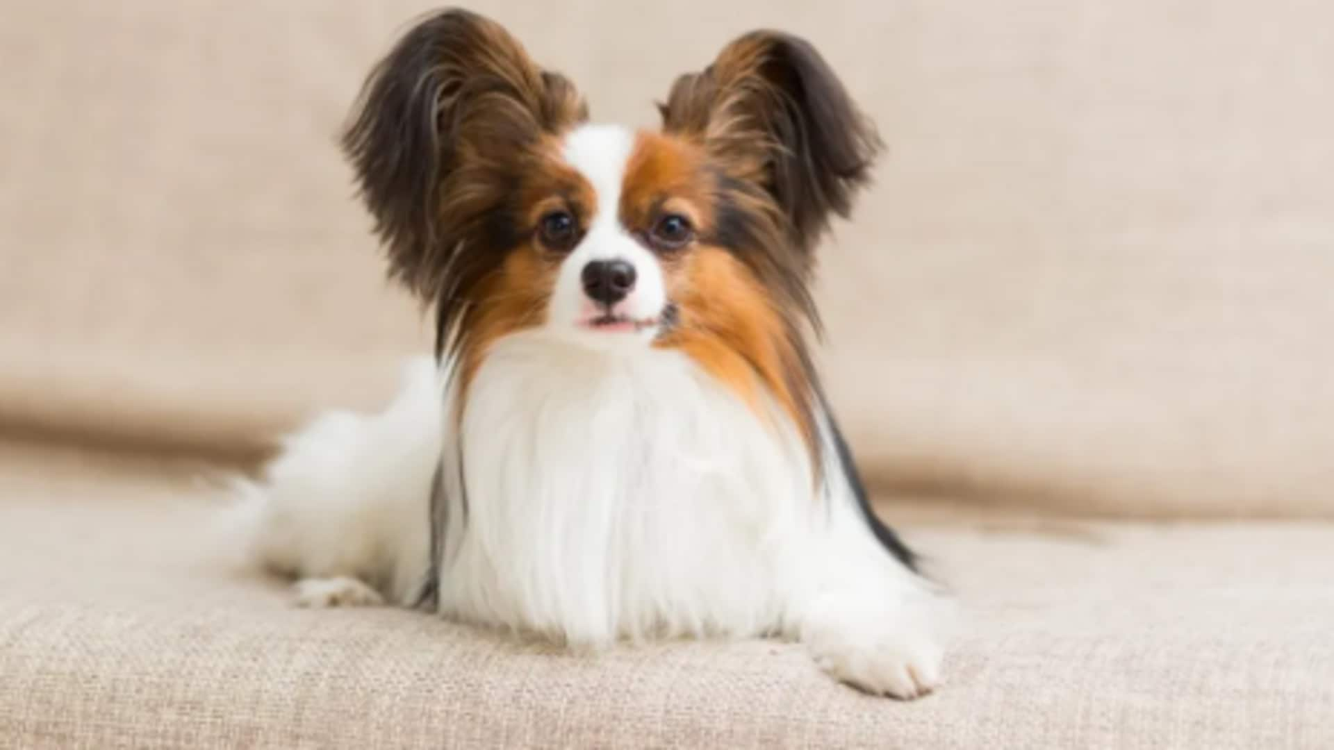 A guide to your Papillon dog's ear grooming