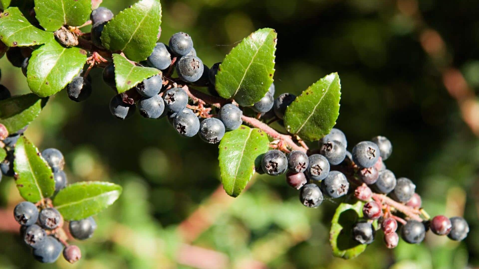 Enhance your morning glow with huckleberry seed oil