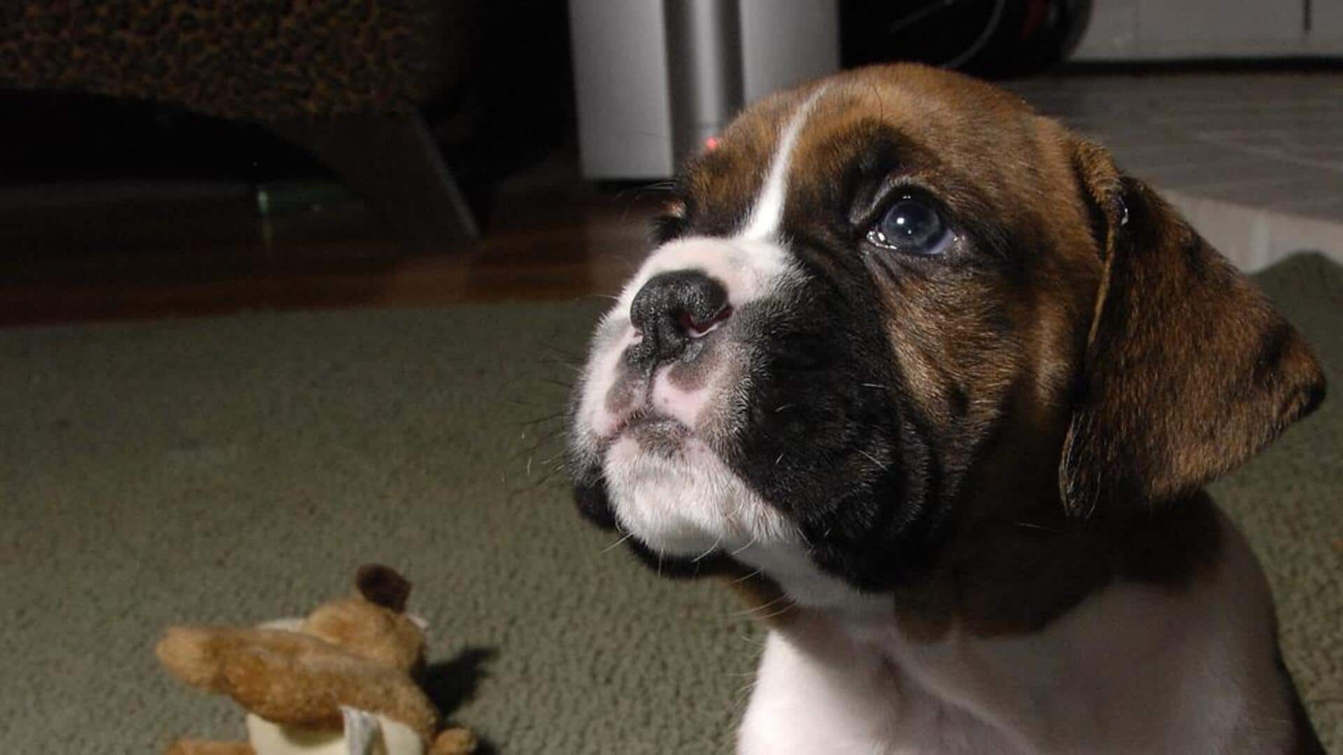 Boxer puppy teething: Effective relief strategies