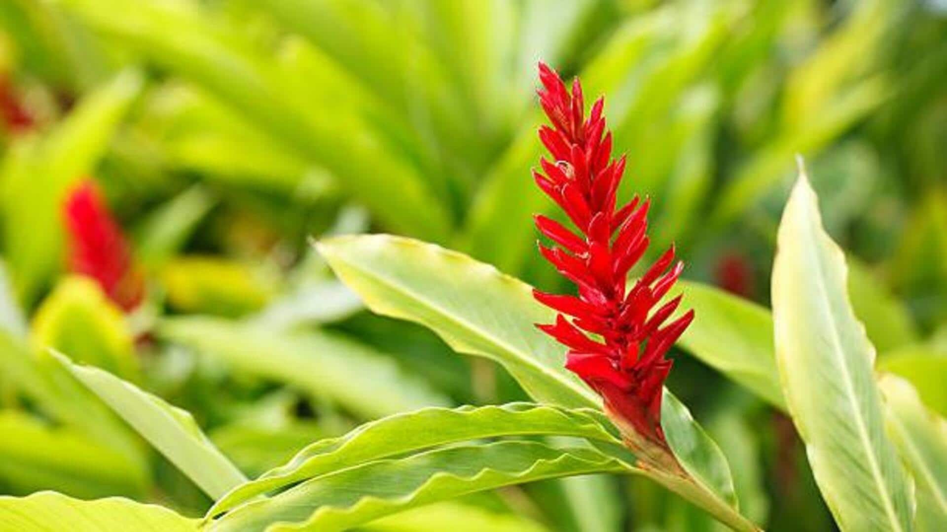 Score wonderful skin with wild ginger