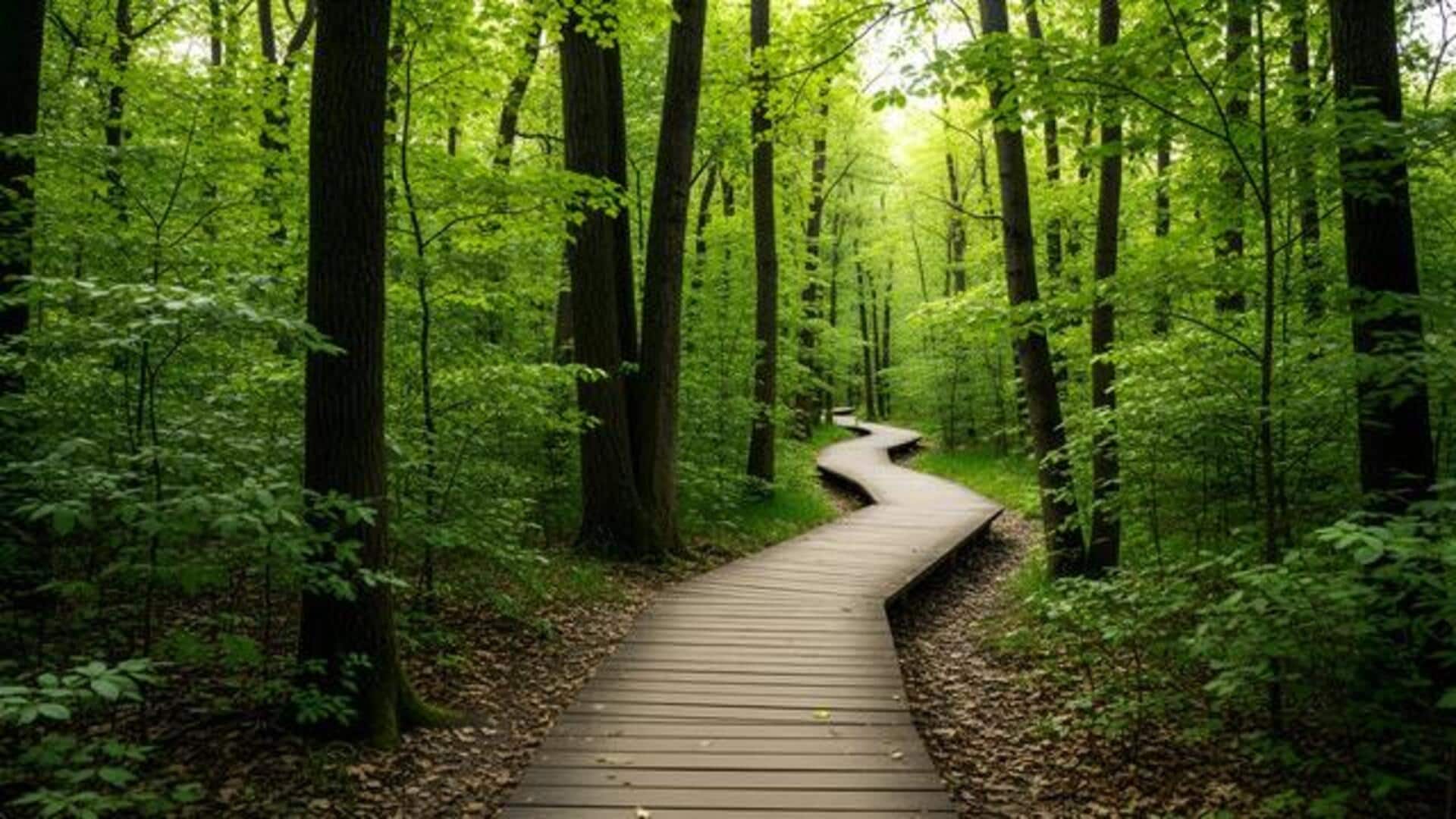 These forest paths in Finland are every nature lover's dream 