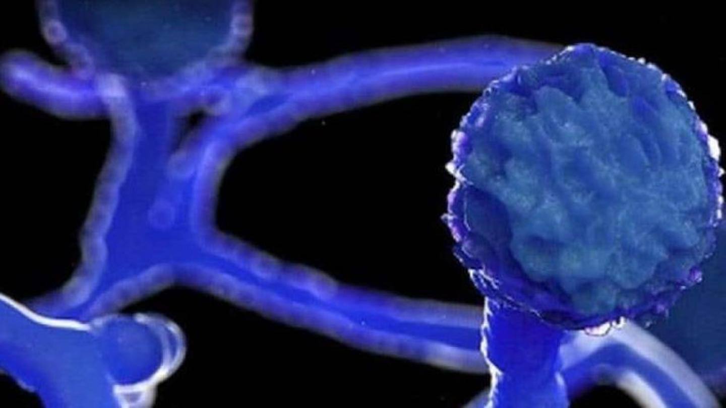 What causes the disease? What causes the disease?