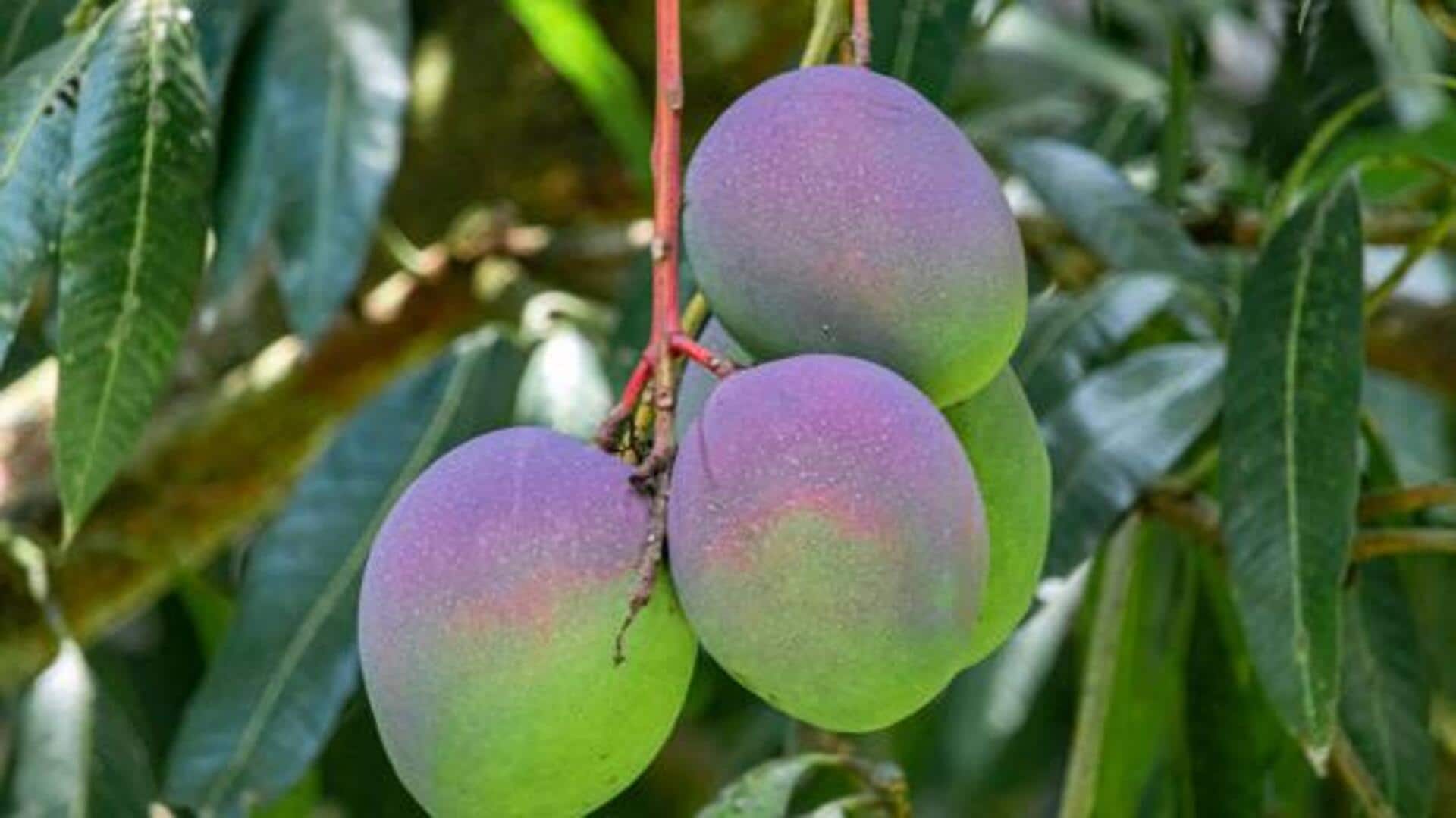 5 tasty ways to enjoy bush mango 5 tasty ways to enjoy bush mango