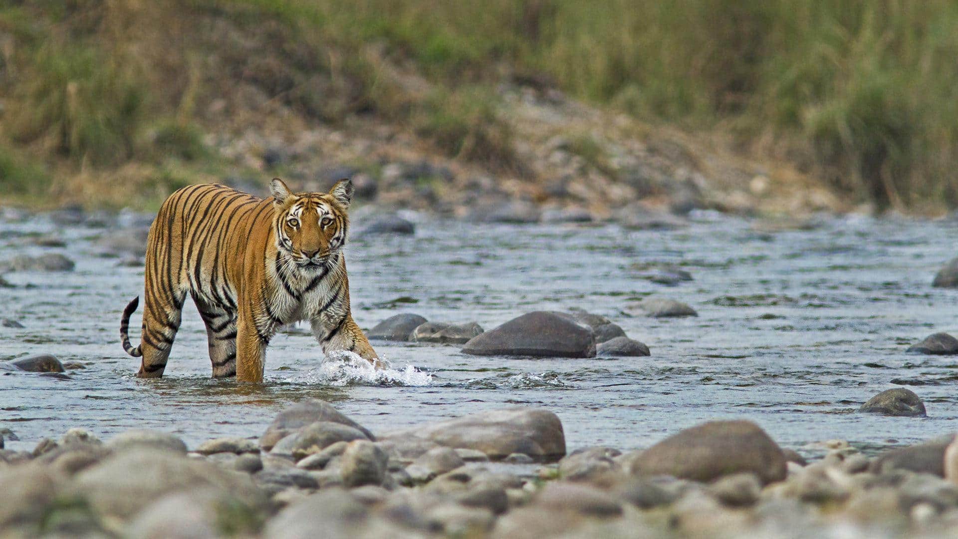 Repair ecological damage at Corbett Tiger Reserve: SC orders Uttarakhand  