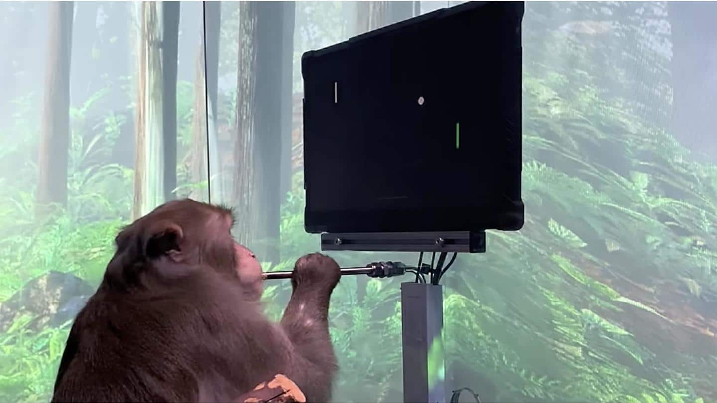 Neuralink shows off monkey's Pong skills using wireless brain-computer interface