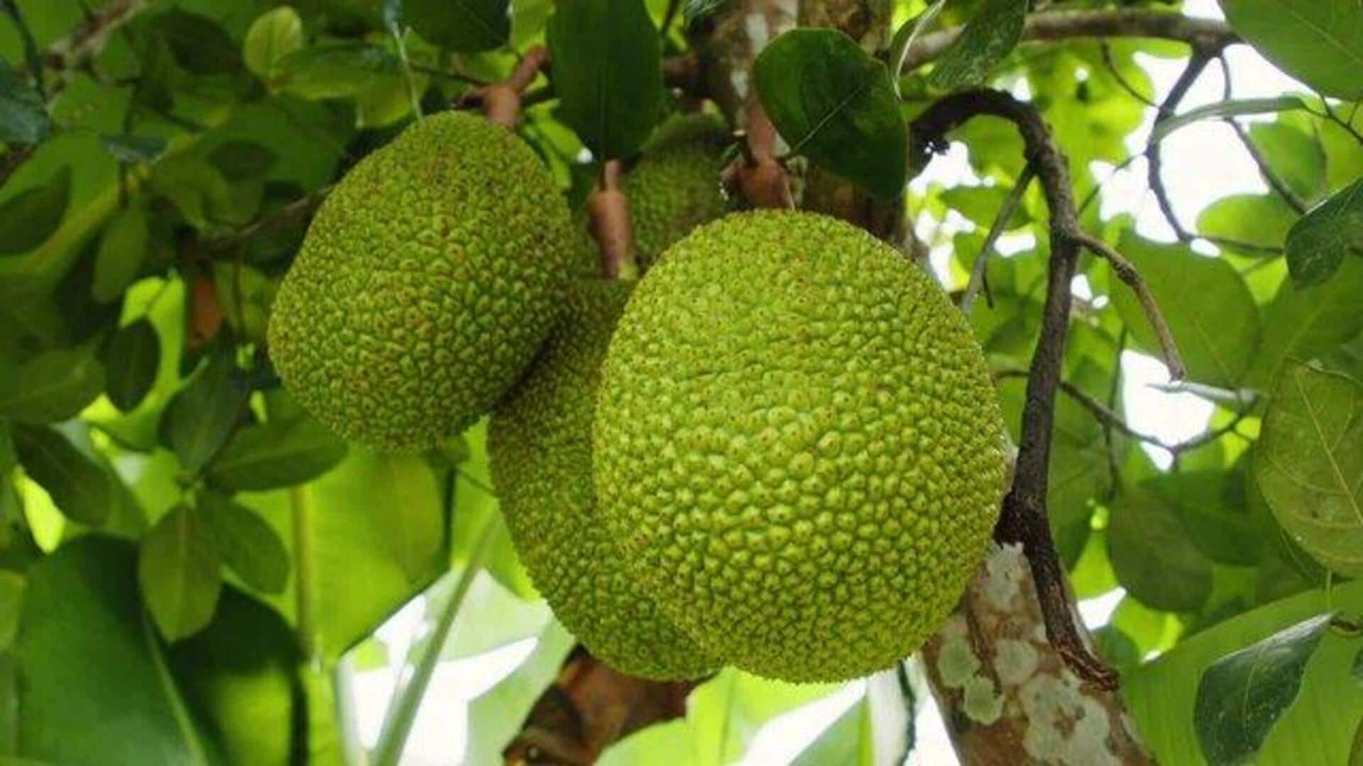 How to cook with breadfruit: 5 tasty ideas How to cook with breadfruit: 5 tasty ideas