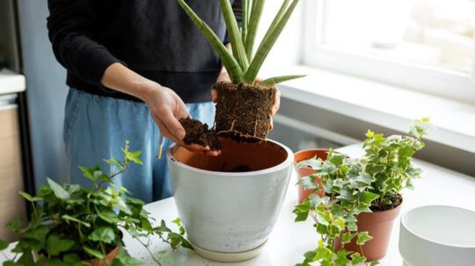 5 signs your plant needs repotting