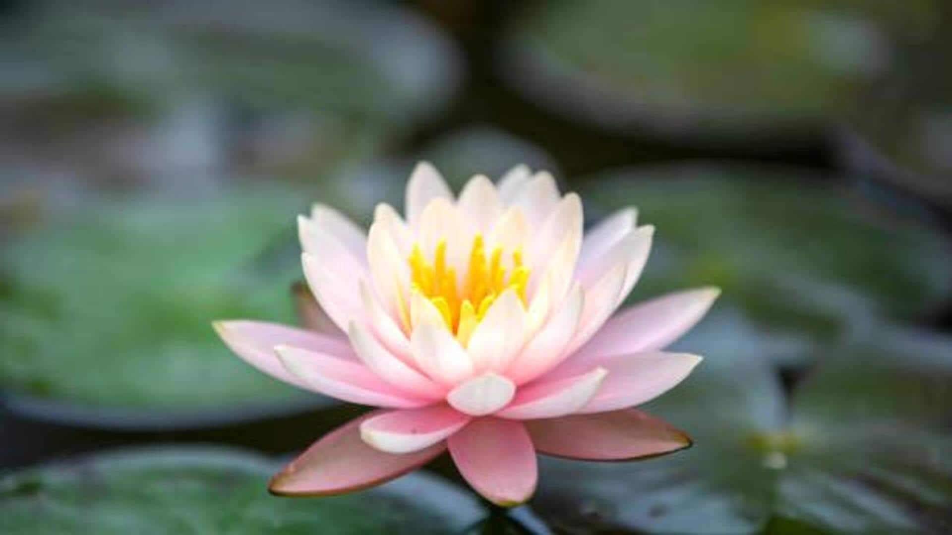 How to use water lily in cooking 