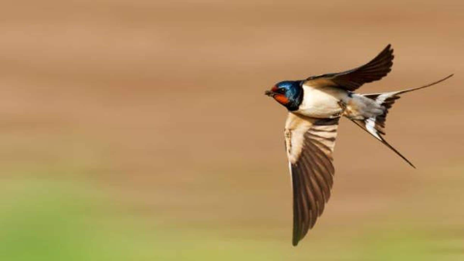 Witness the beauty of birds flying in perfect harmony 