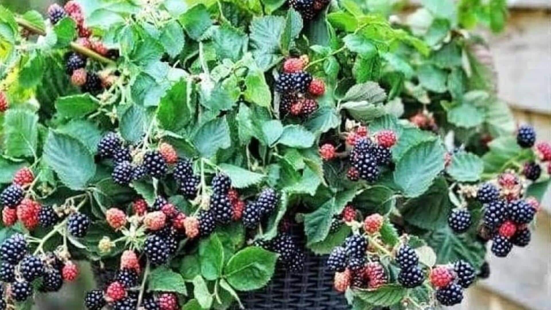 How to grow blackberries at home How to grow blackberries at home