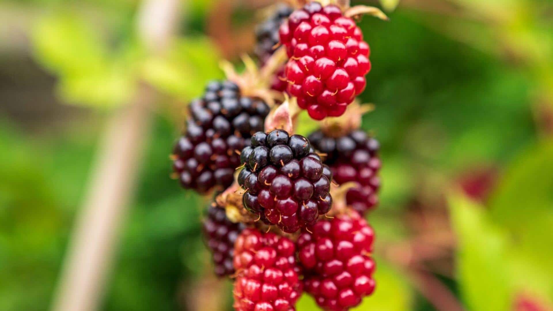 Discover the hidden health benefits of boysenberries Discover the hidden health benefits of boysenberries