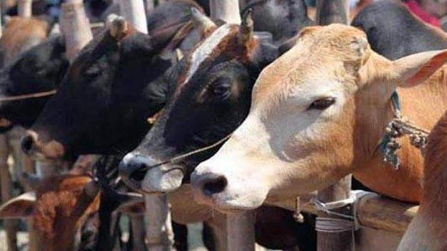 Locals' eating habits not considered before introducing beef ban Locals' eating habits not considered before introducing beef ban