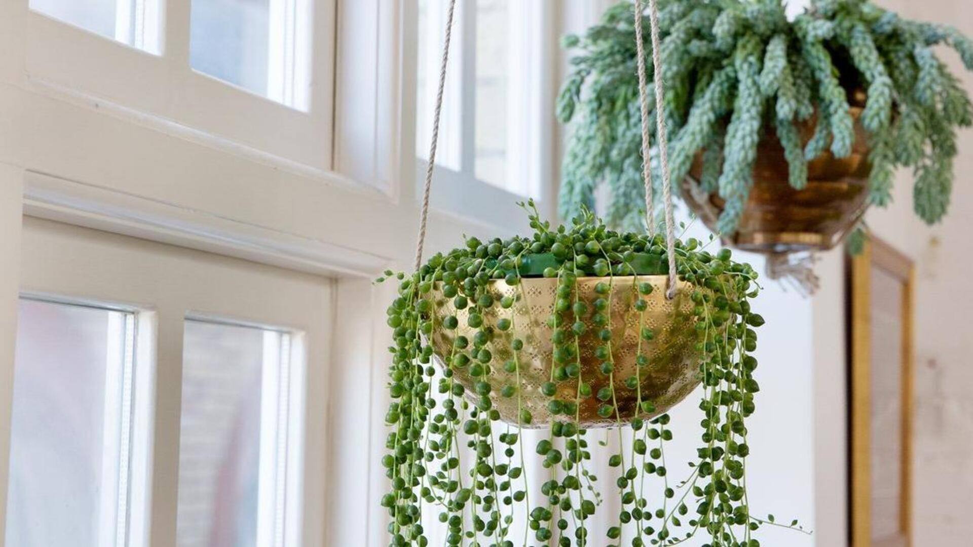 Repotting trailing houseplants: Tips and must-knows