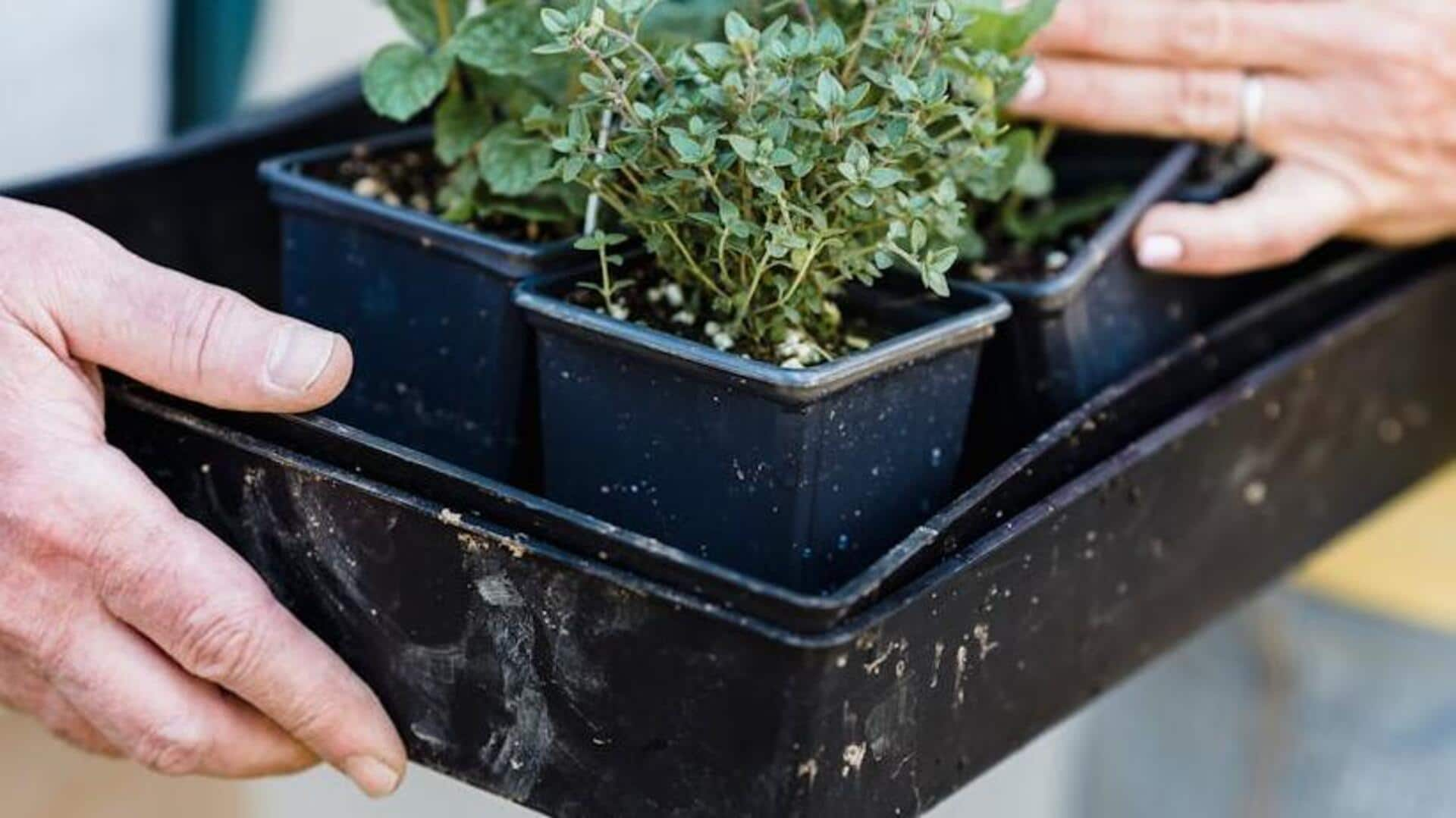 How to grow thyme at home in 5 steps