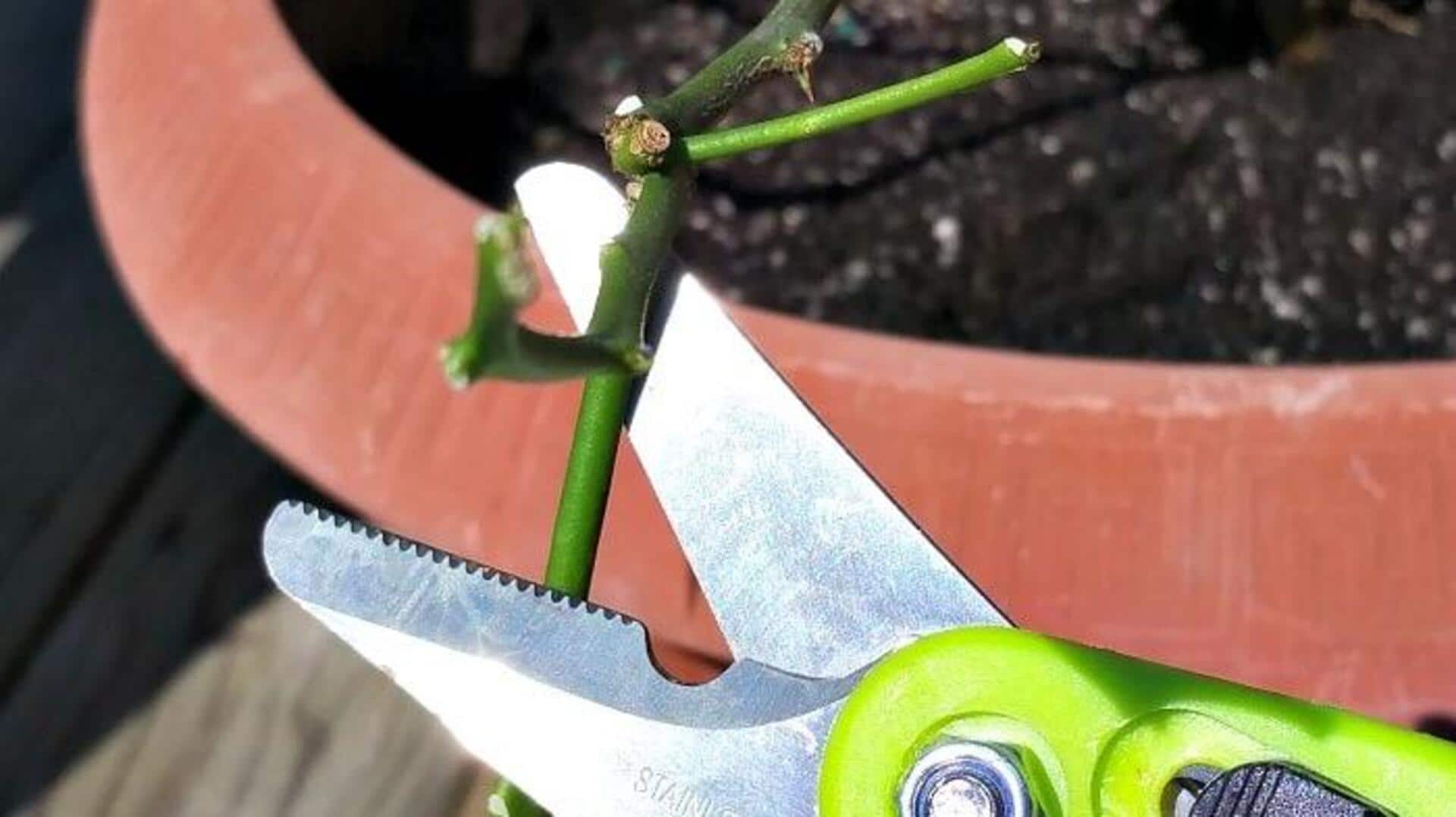 Handling someone else's plants? Follow these etiquette tips