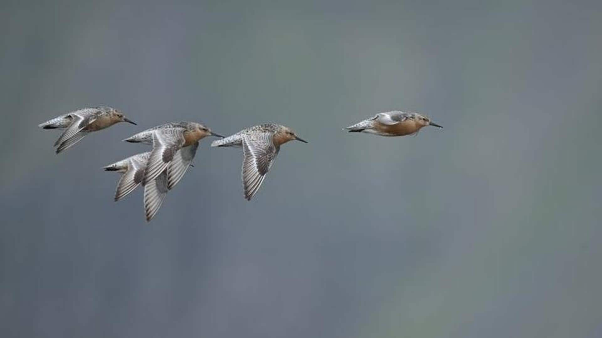 Ultimate birdwatching gear for Manu National Park