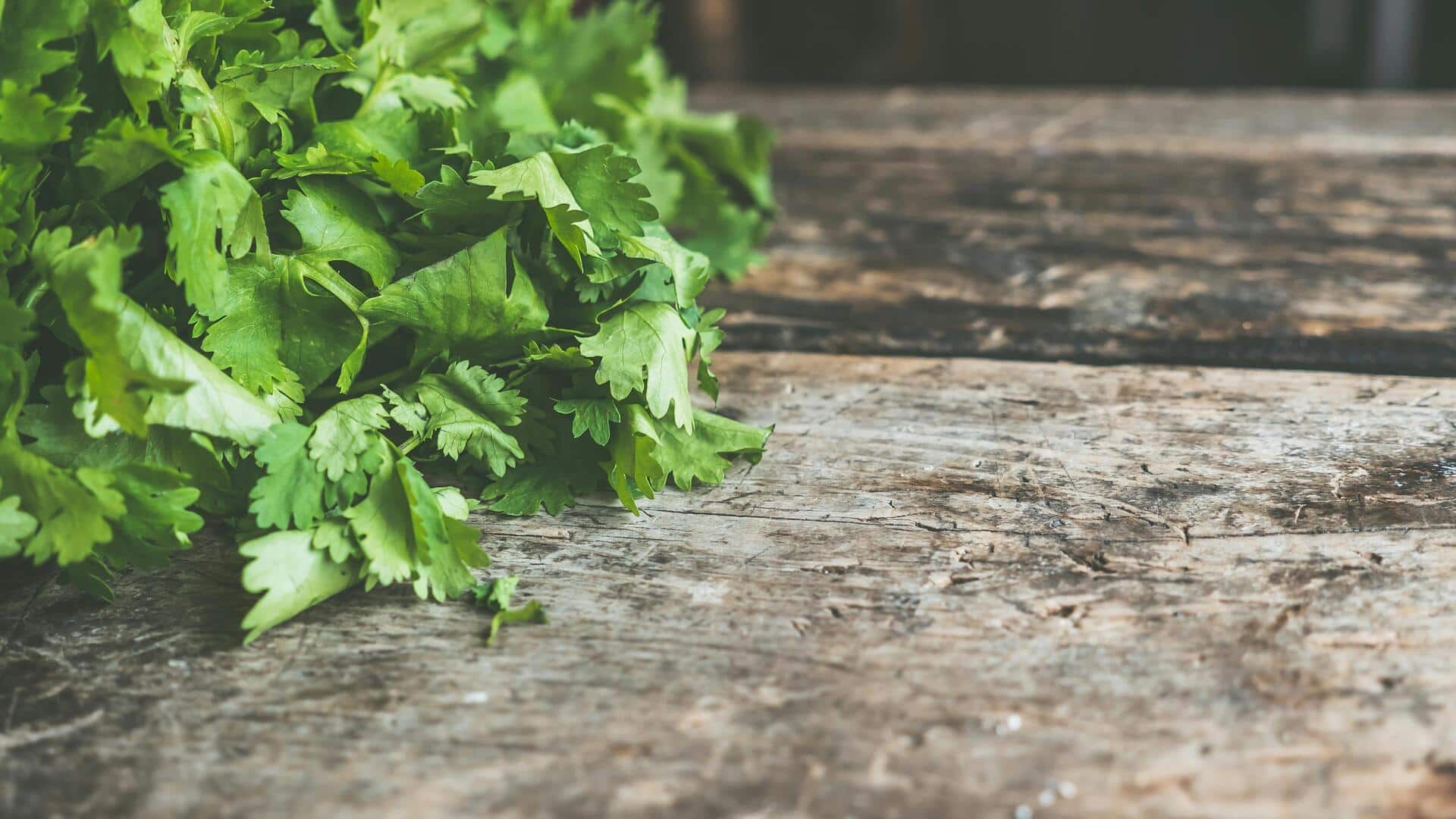 Your simple guide to growing coriander at home