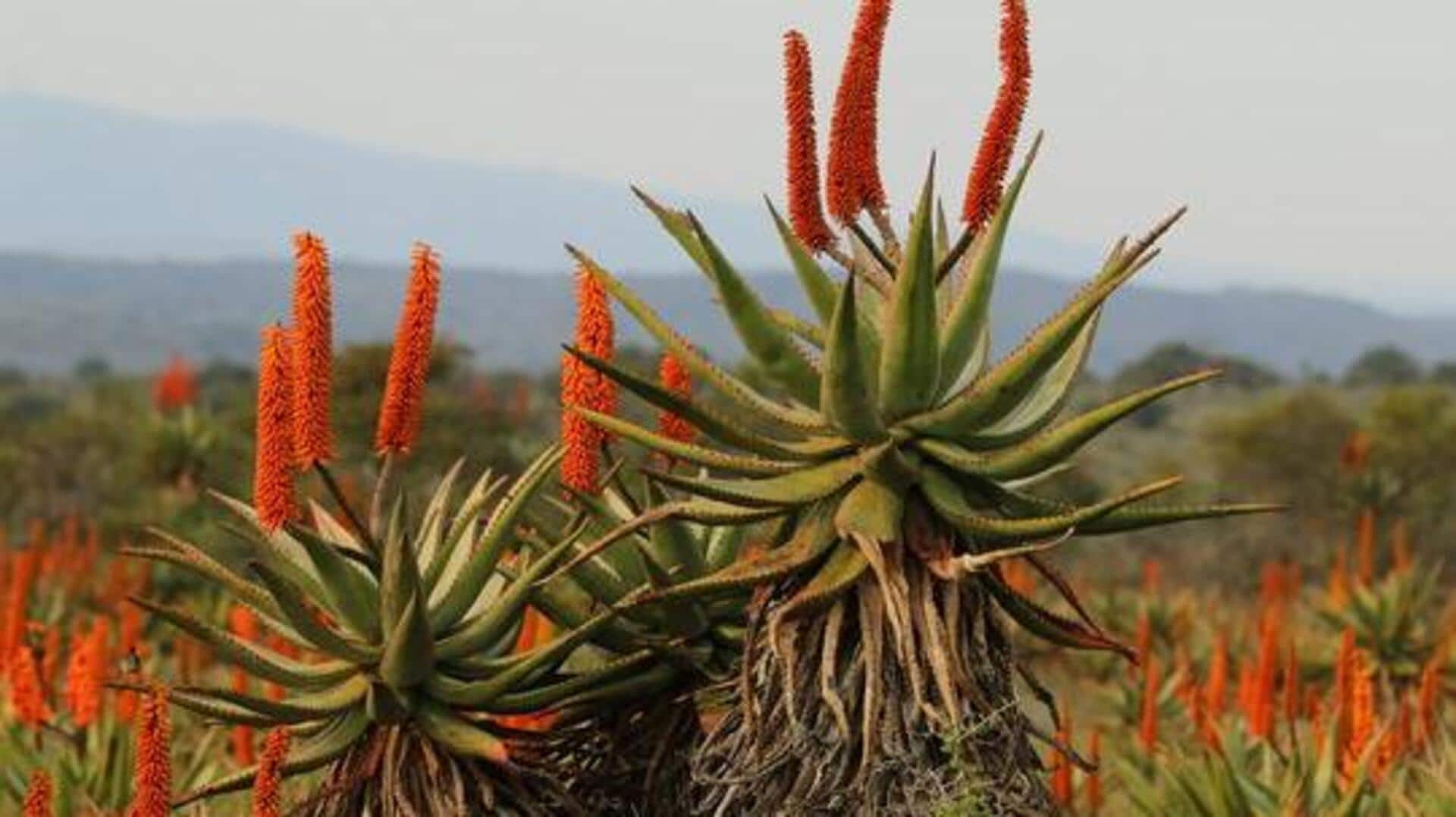 Why wellness enthusiasts are talking about aloe ferox