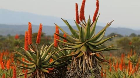 Why wellness enthusiasts are talking about aloe ferox