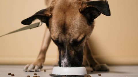 These Indian spices are safe for dogs