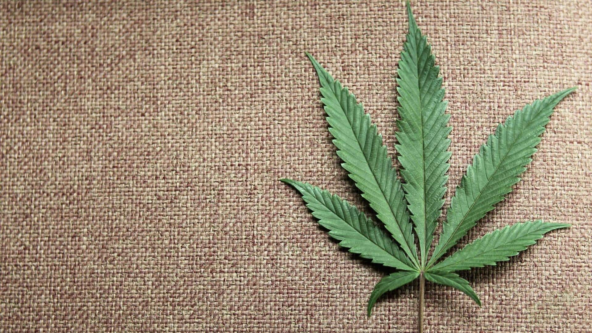 Cannabis use may cause lasting changes to gene activity: Study Cannabis use may cause lasting changes to gene activity: Study