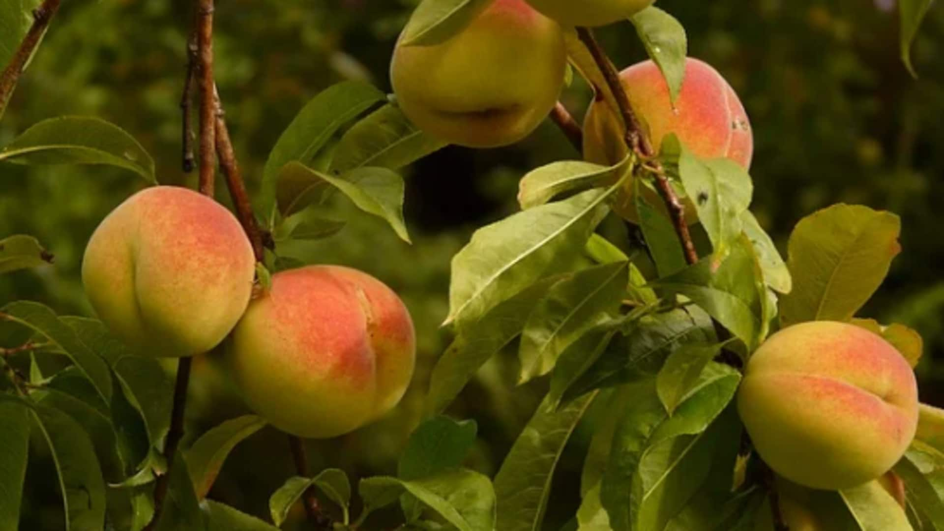 5 simple tips for growing nectarine trees at home