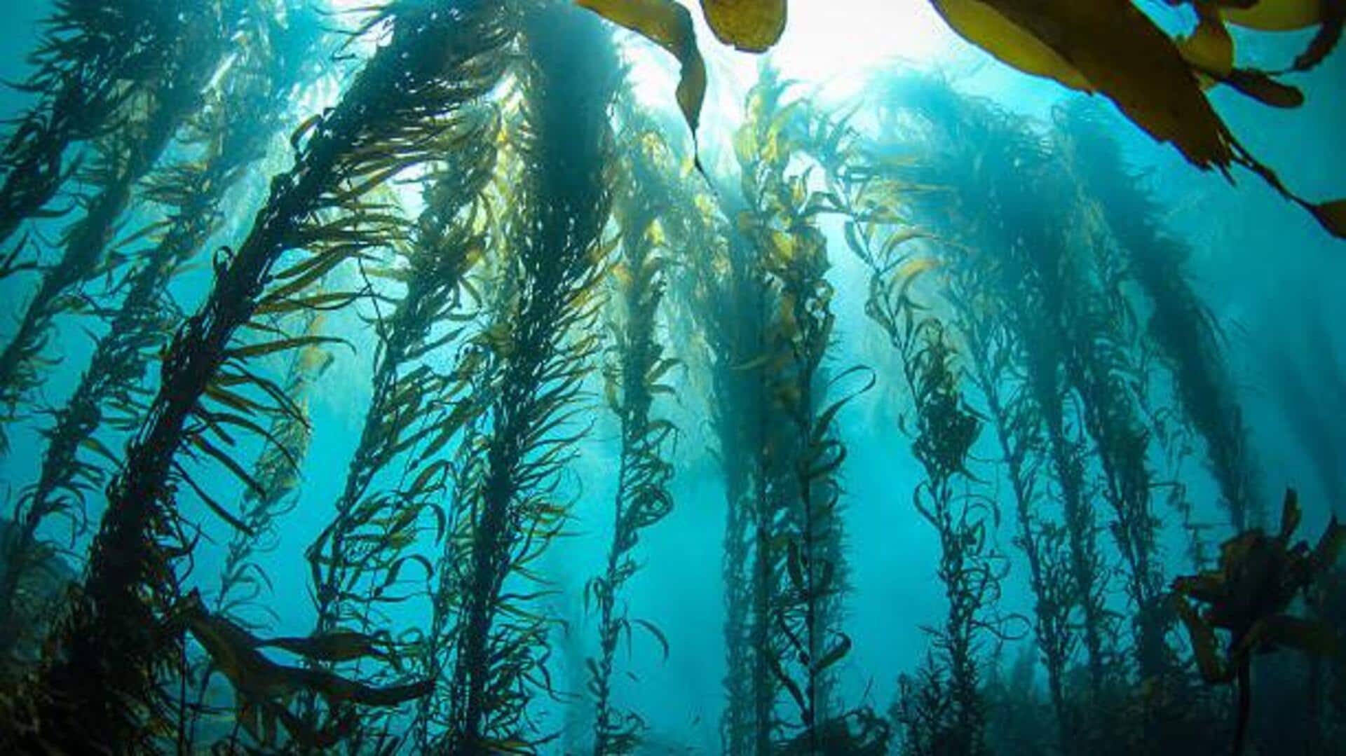 Underwater wonders: 5 mesmerizing kelp forests Underwater wonders: 5 mesmerizing kelp forests